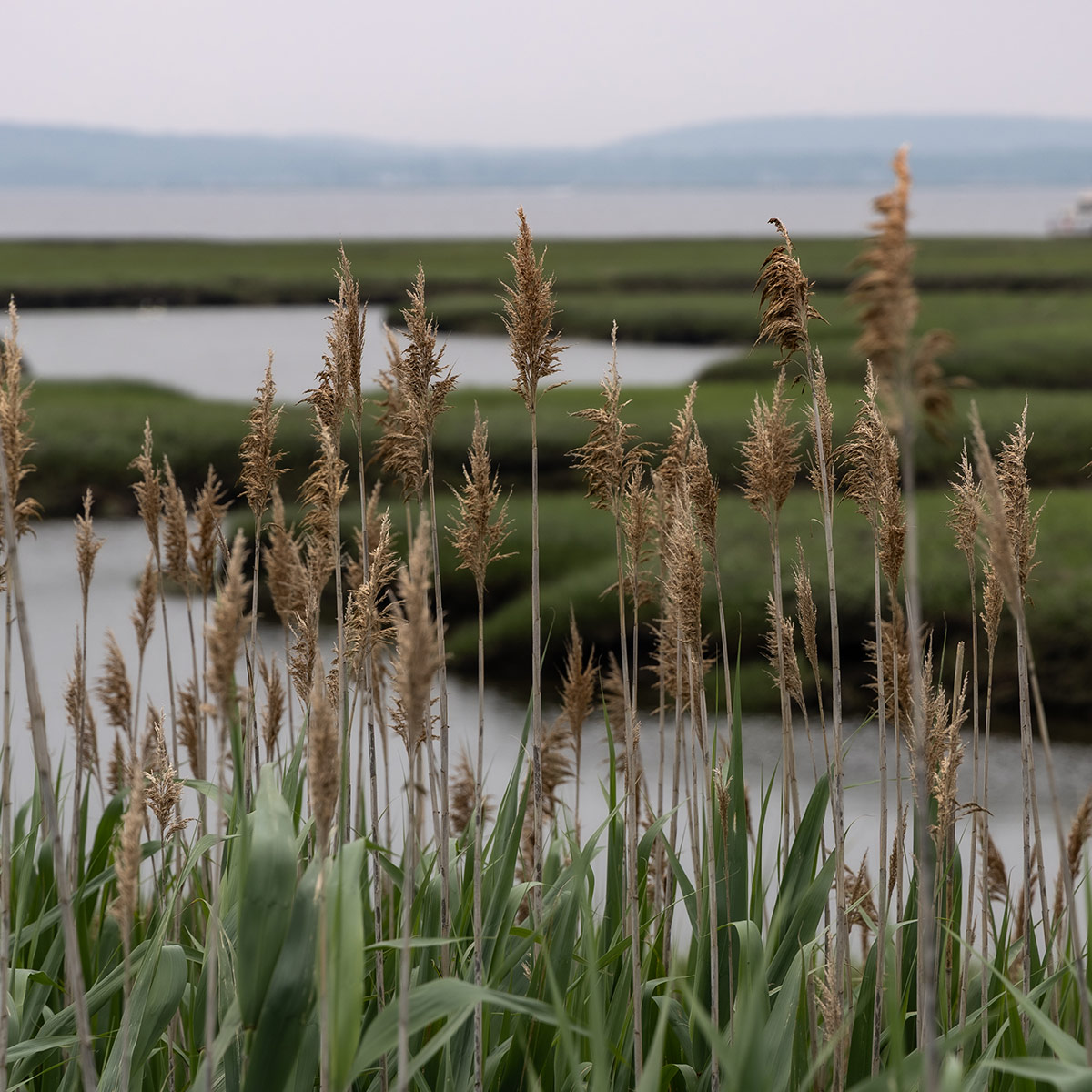 newbury massachusetts milestone financial planning